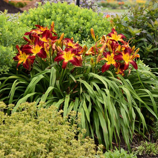 Ruby Spider Daylily - Perennials - Nolt's Garden Center